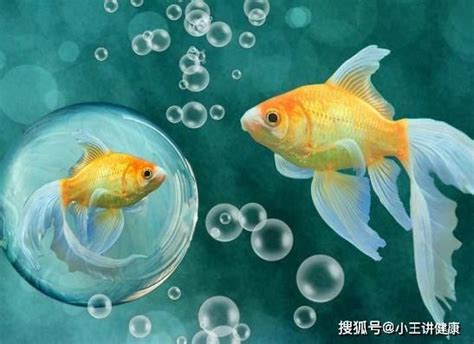 家裡養的魚|家庭養魚注意七大事項